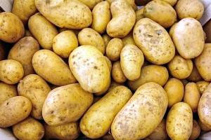 Историята на появата на картофи