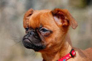Griffon fajtájú kutyák jellemzői szarvakkal és fényképpel